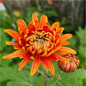 Chrysanthemum 'Killerton Tangerine'